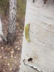 Cimbex femoratus