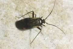 Adelphocoris seticornis