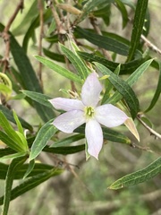 Billardiera cymosa