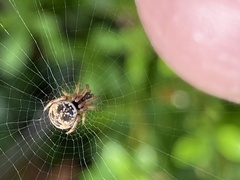 Cyclosa vallata