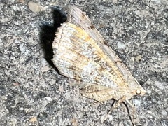 Digrammia ocellinata