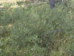 Salix jepsonii