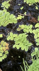 Salvinia natans