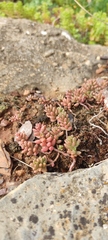 Sedum album
