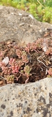 Sedum album