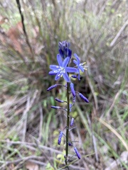 Caesia calliantha