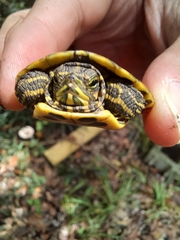 Trachemys scripta scripta
