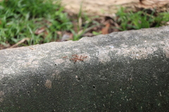 Oecophylla smaragdina