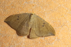 Watsonalla binaria