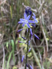 Caesia calliantha