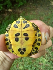 Trachemys scripta scripta