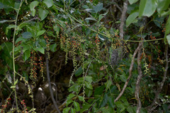 Deeringia amaranthoides