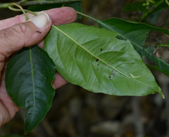 Deeringia amaranthoides