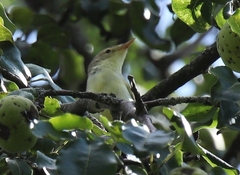 Hippolais icterina