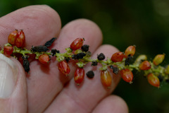 Deeringia amaranthoides