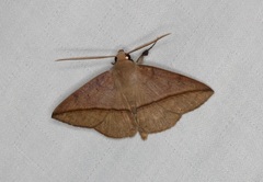 Ugia purpurea