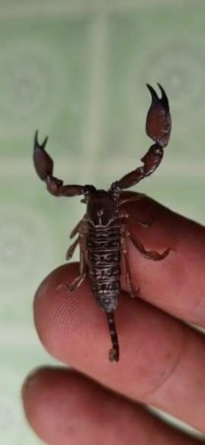Dwarf Wood Scorpion photo 4