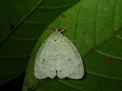 Lymantriinae
