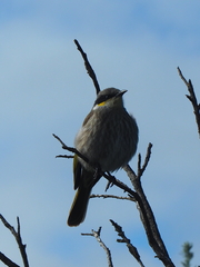 Gavicalis virescens