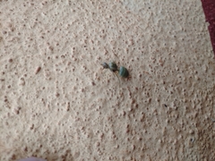 Oecophylla smaragdina