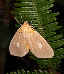 Asota plaginota