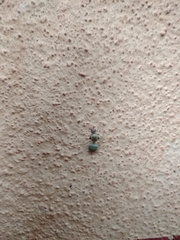 Oecophylla smaragdina