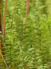 Thelypteris palustris palustris