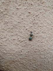 Oecophylla smaragdina