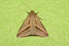 Mocis frugalis