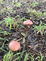 Chroogomphus rutilus