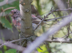 Carpodacus sibiricus