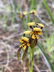 Diuris palustris