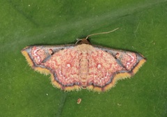 Enispa elataria
