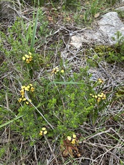 Diuris palustris