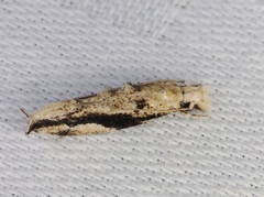 Erechthias atririvis