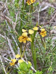 Diuris palustris