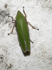 Draeculacephala robinsoni
