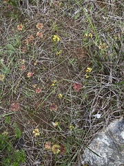 Diuris palustris