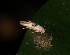 Hieromantis arcuata