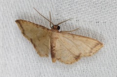 Idaea impexa