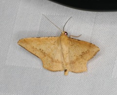 Krananda falcata