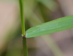Tetrarrhena juncea
