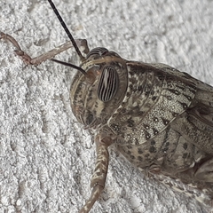 Anacridium aegyptium