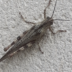 Anacridium aegyptium