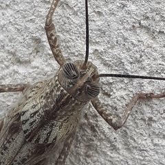 Anacridium aegyptium