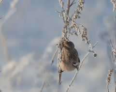 Carpodacus sibiricus