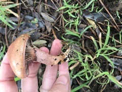 Chroogomphus rutilus