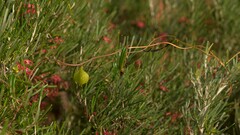 Dioscorea hastifolia