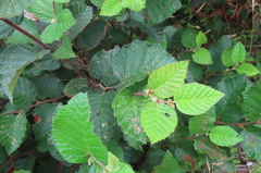 Alnus alnobetula