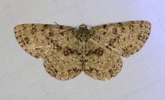 Ophthalmitis herbidaria
